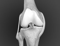 Anterior Cruciate Ligament